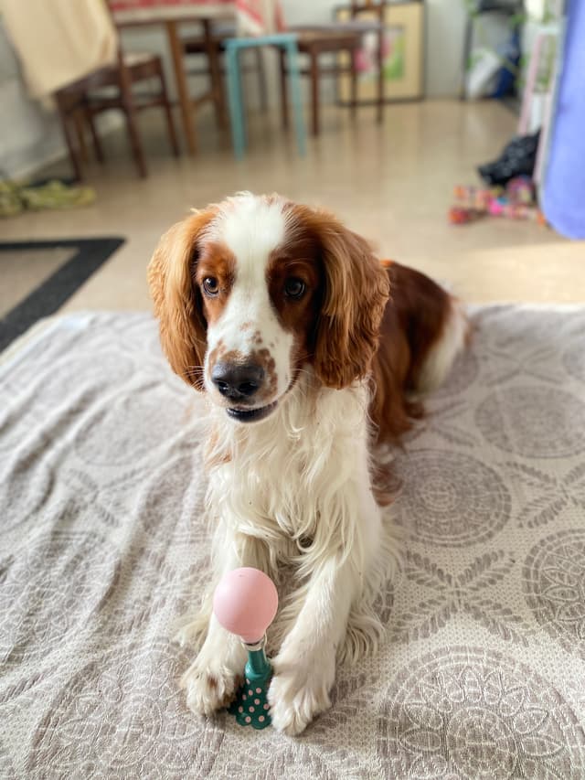 Pet 3