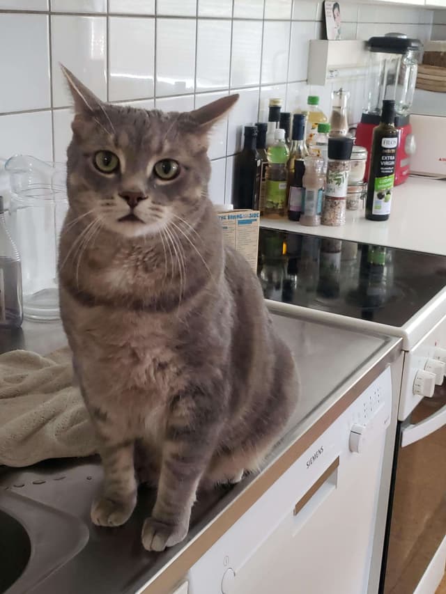 Pet 1